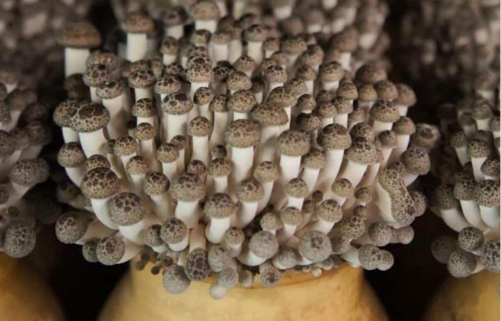Shimeji mushrooms growing in bottles