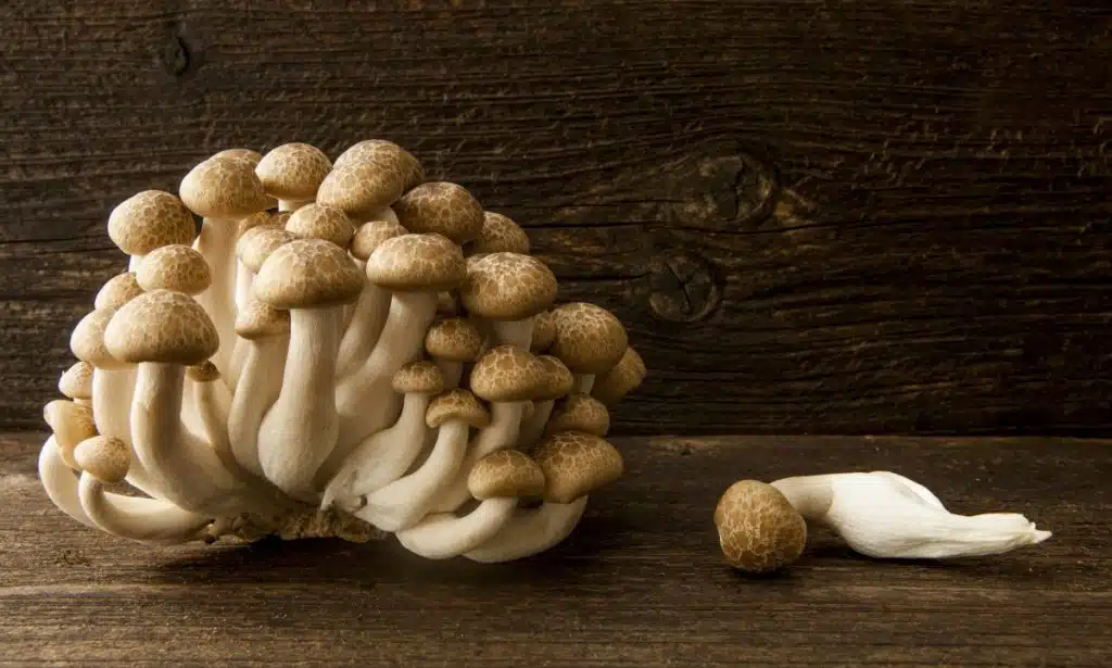Brown shimeji mushrooms