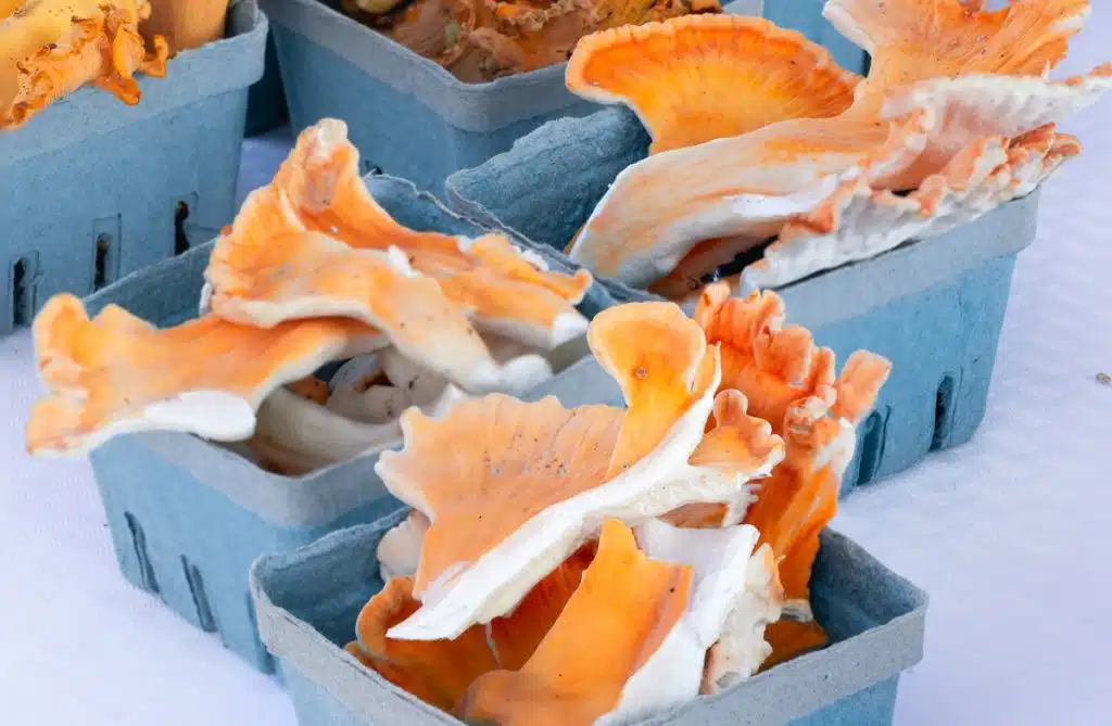 Chicken of the woods mushrooms at a farmer