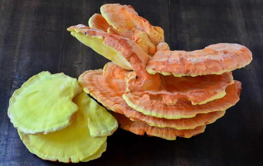 Fresh chicken of the woods that needs to be cleaned