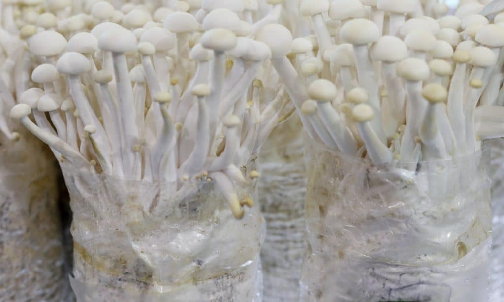 Enoki mushrooms growing out of the top of mushroom growing bags.