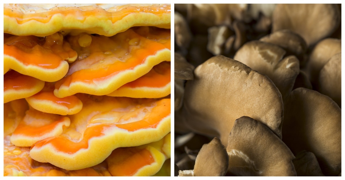 A Complete Guide to Chicken of the Woods Mushrooms GroCycle