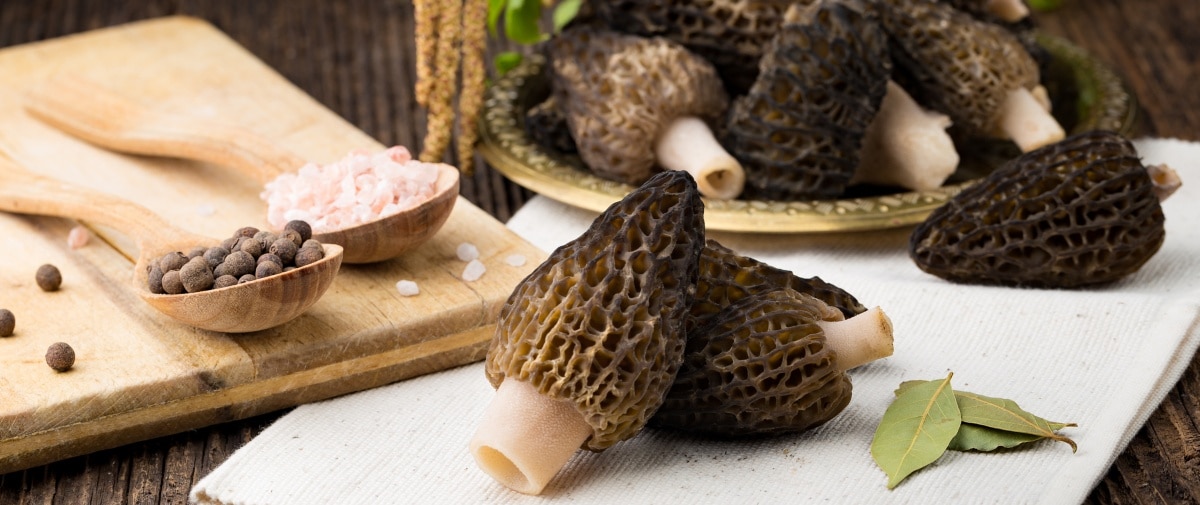 How To Grow Morel Mushrooms The Ultimate Guide Grocycle