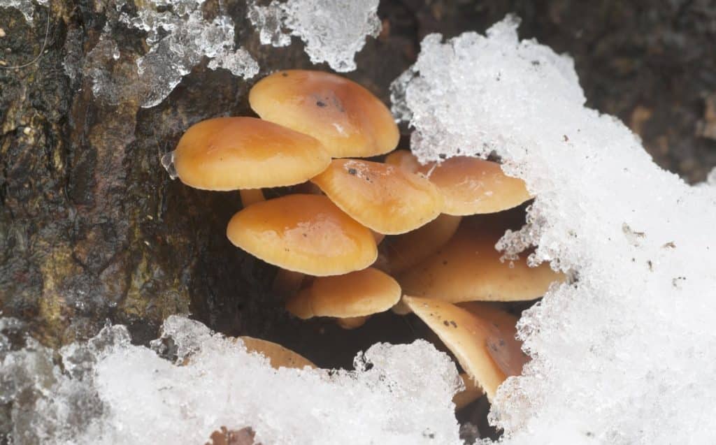 Wild enoki mushrooms growing in cold snowy weather.