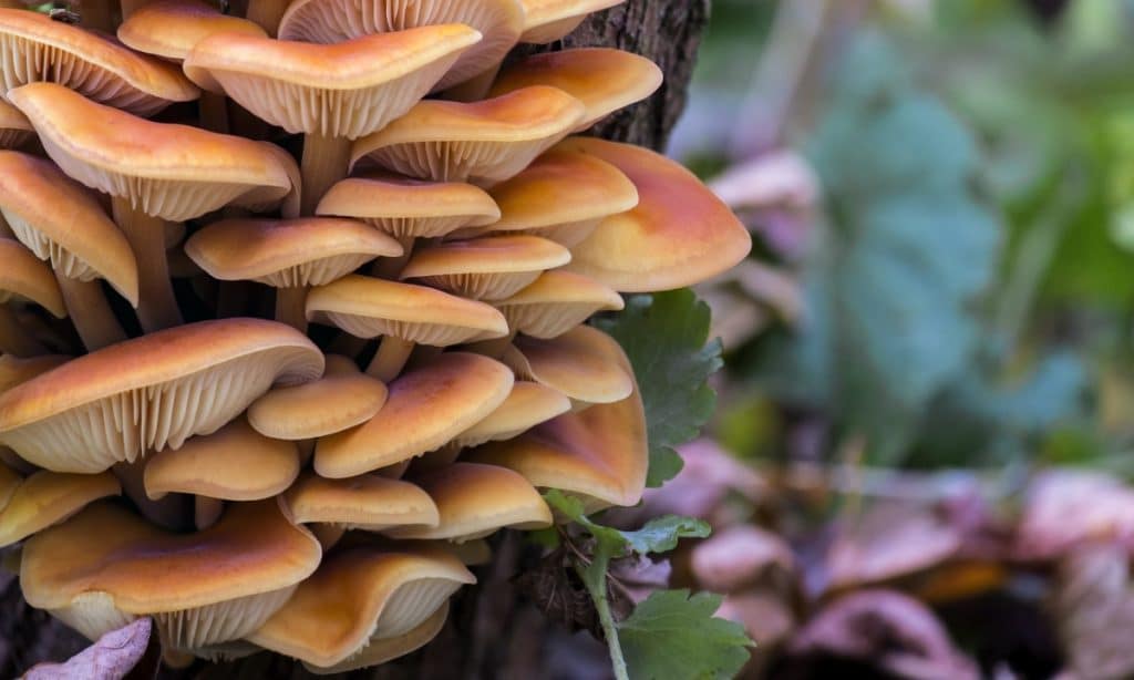 Wild enoki mushrooms growing on a tree stump