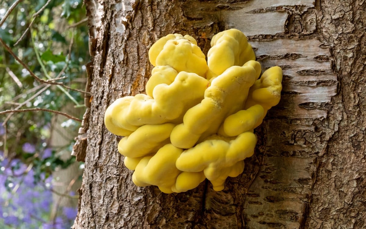 A Complete Guide to Chicken of the Woods Mushrooms | GroCycle