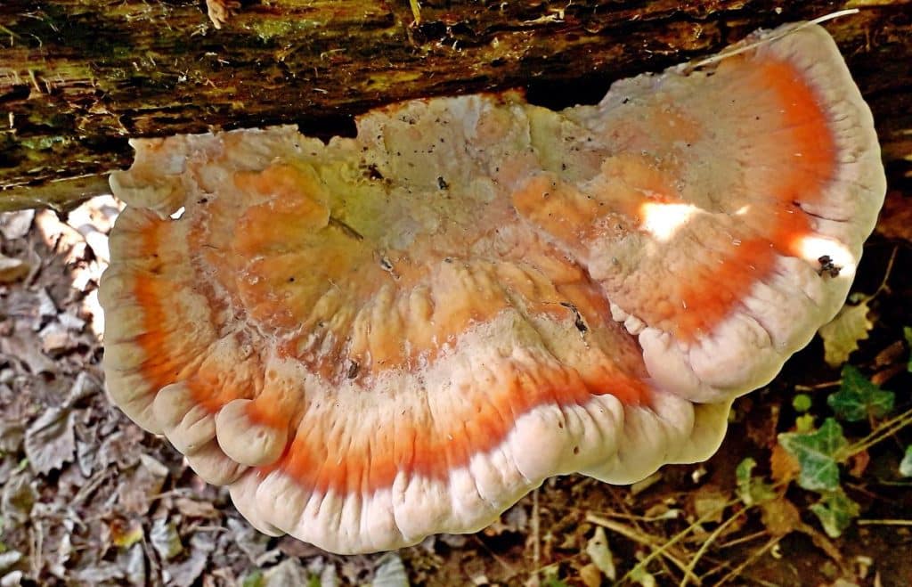 A Complete Guide to Chicken of the Woods Mushrooms