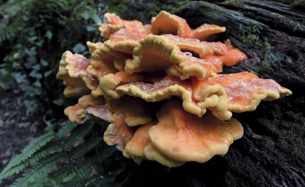 Chicken of the woods mushrooms growing on a stump