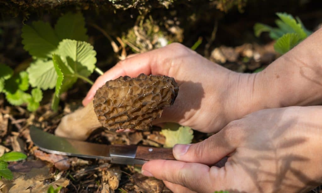 Harvesting a morel mushroom