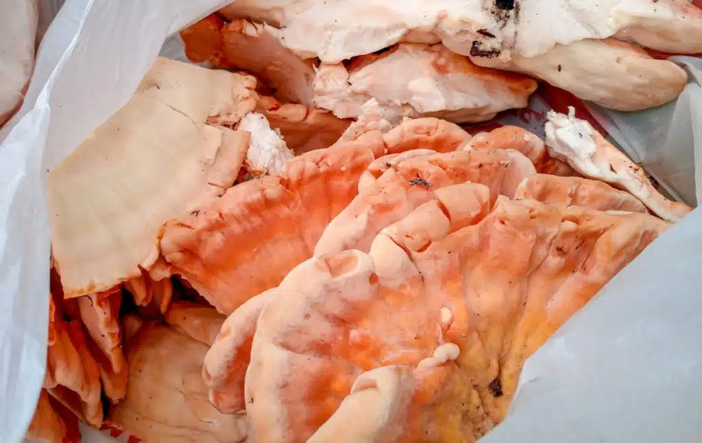 A bag of freshly harvested chicken of the woods mushrooms
