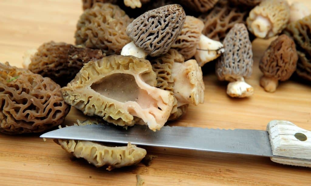 The hollow inside of a morel mushroom