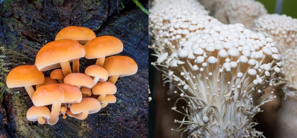 Enoki Mushrooms Grow