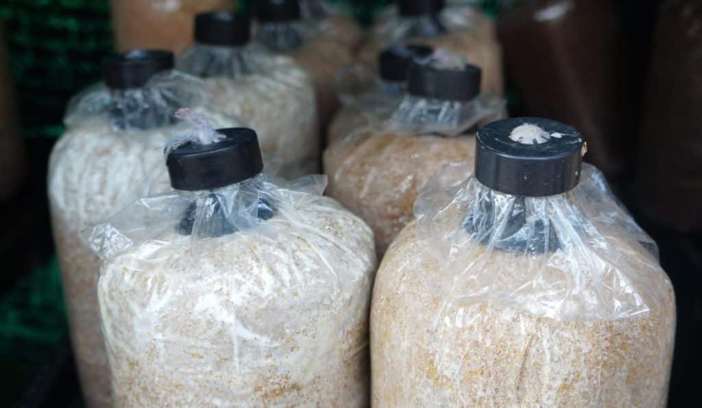 Mushroom growing bags with a plastic collar and cotton plug.