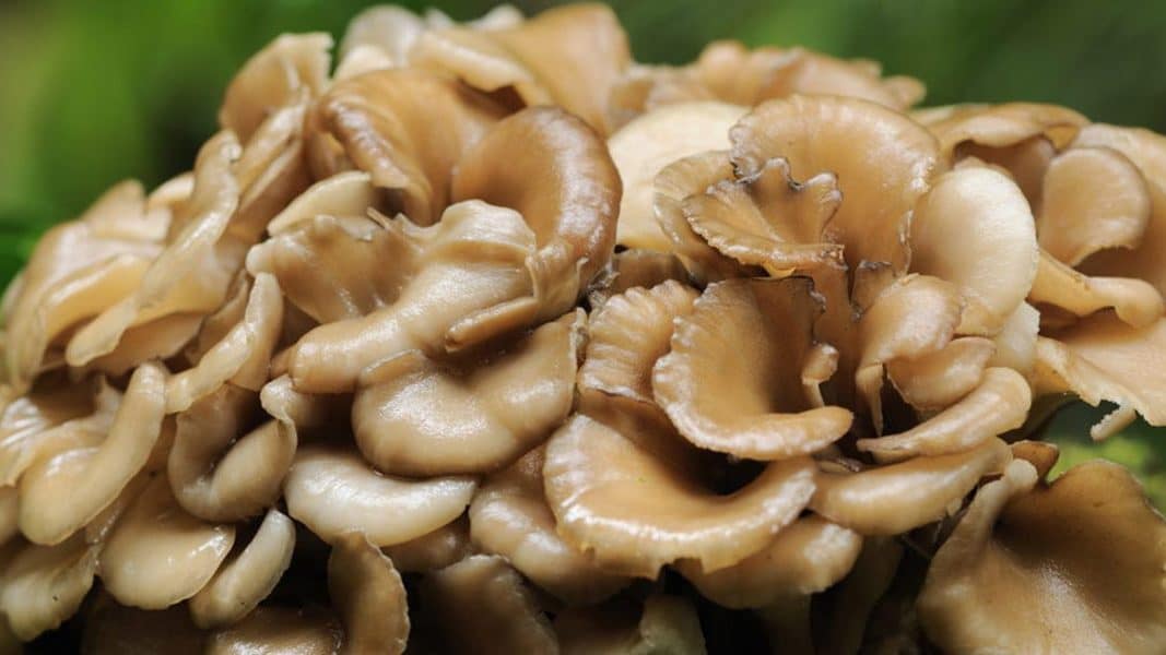 Maitake Mushrooms