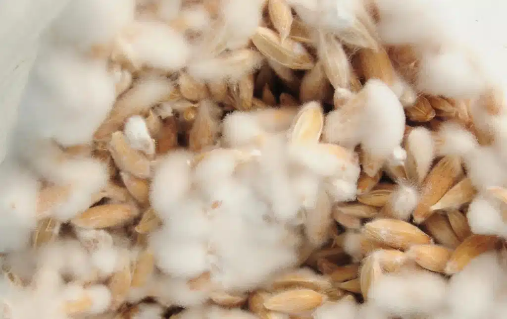 Mycelium growing on grain