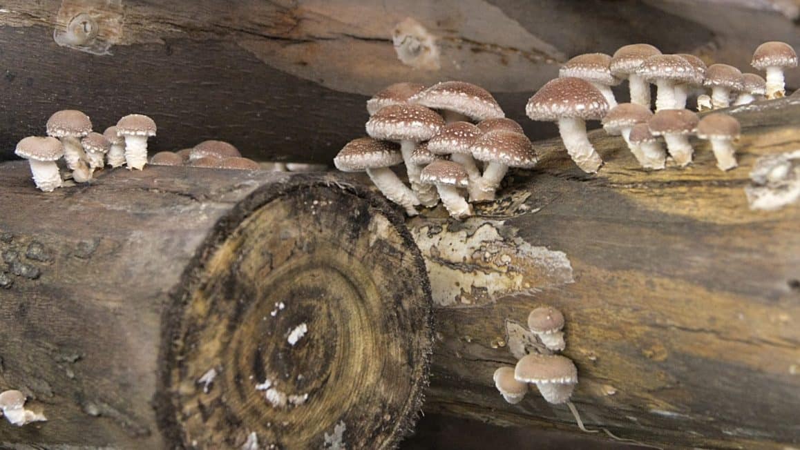 The Ultimate Guide To Small-Scale Mushroom Farming