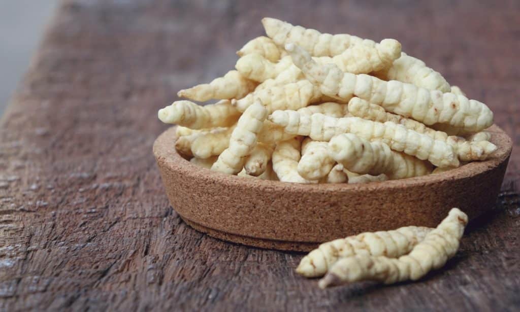 Cultivated cordyceps
