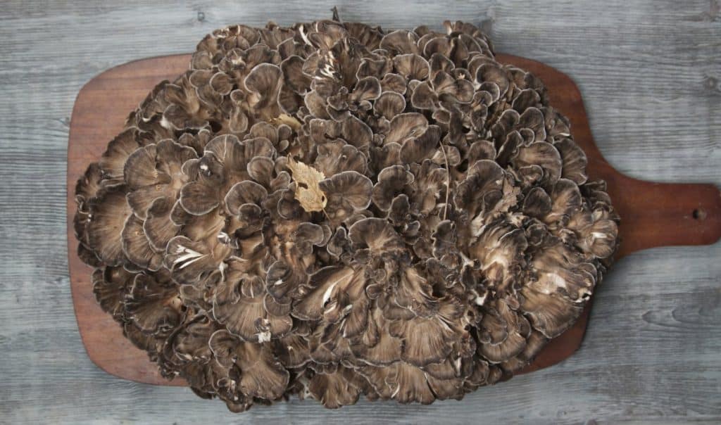 A large cluster of maitake mushrooms on a chopping board