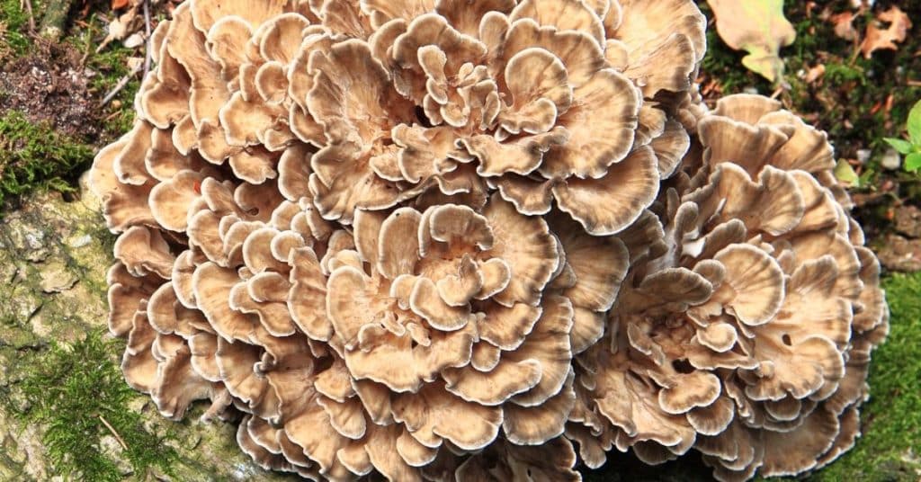 Health Benefits of Maitake mushrooms