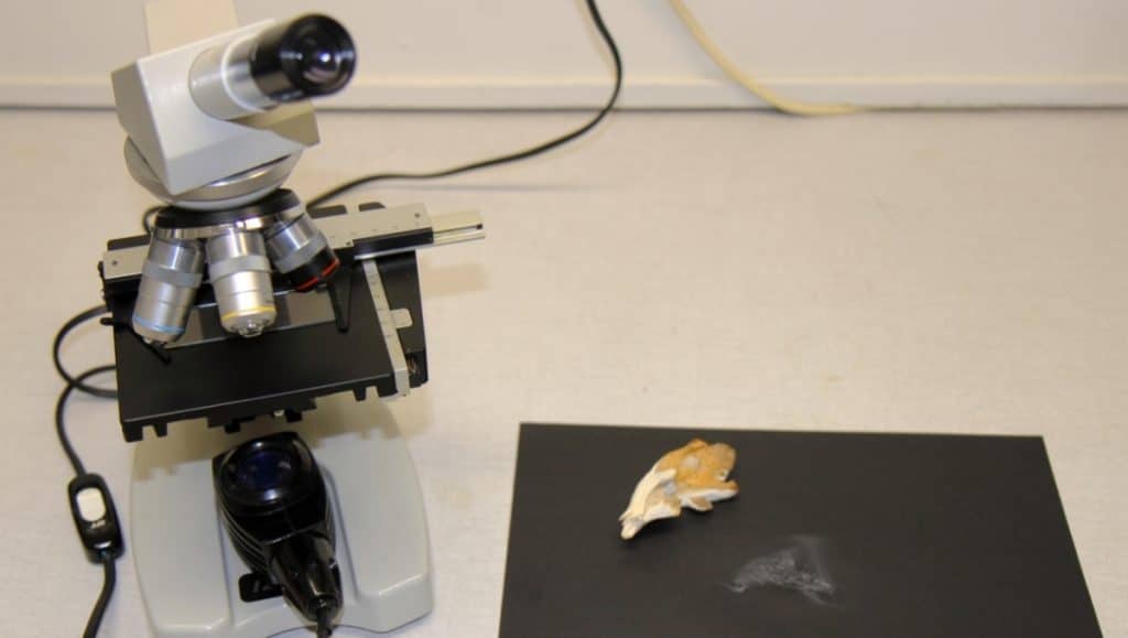 Studying maitake mushrooms and their spores