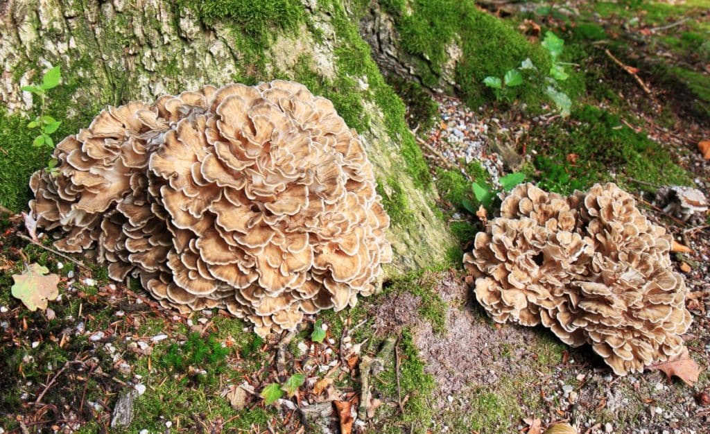 Wild maitake mushrooms