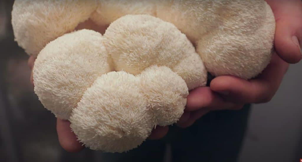 Fresh lion's mane mushrooms