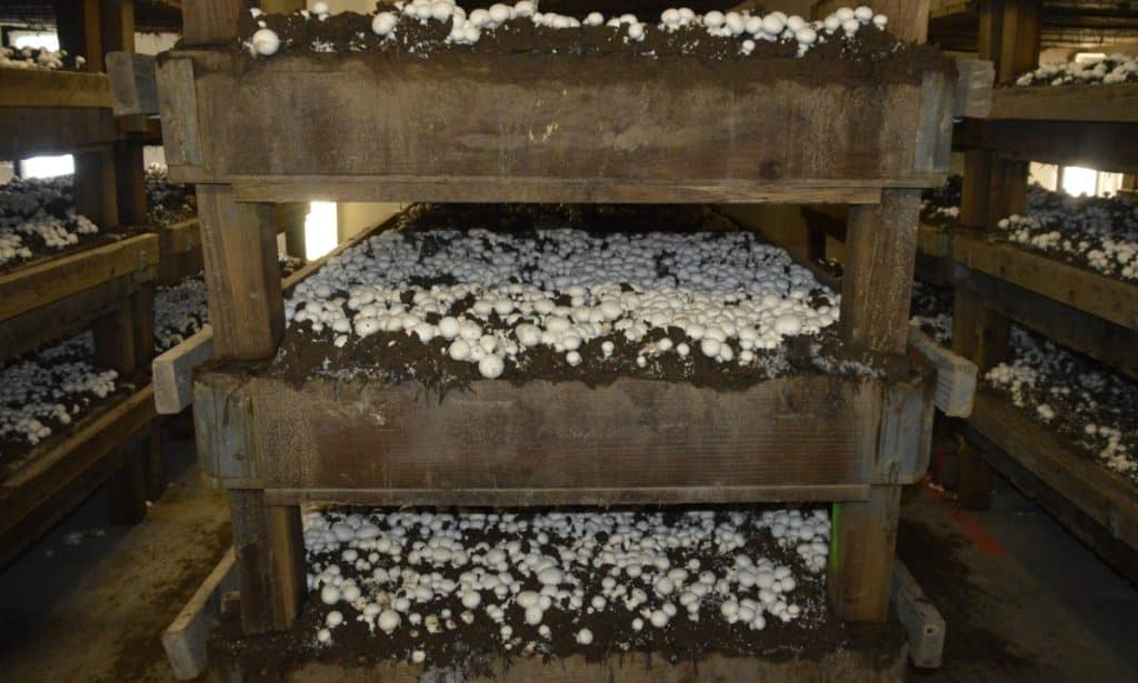 White button mushrooms growing in compost on wooden shelves at a mushroom farm.