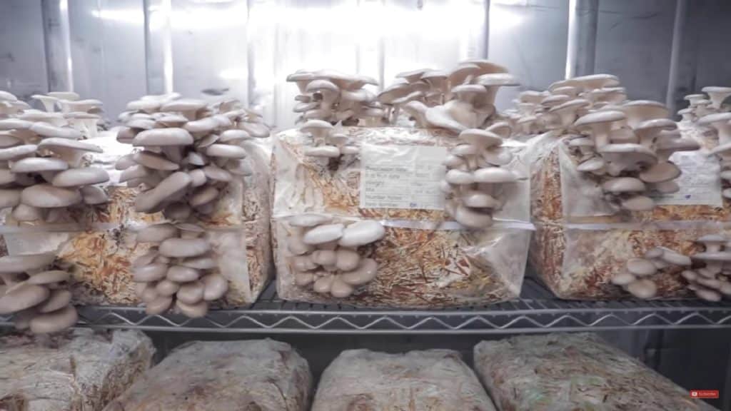 Oyster mushrooms growing in large bags called bales.