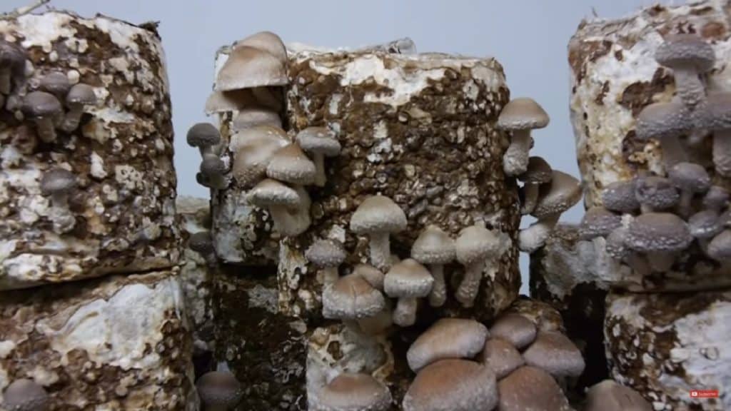 Shiitake mushrooms growing on blocks of sawdust substrate.