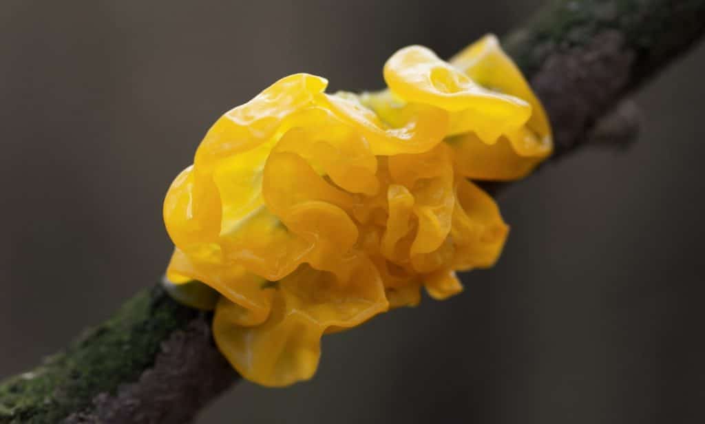 Yellow jelly fungus