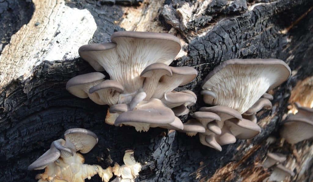 Wild oyster mushrooms