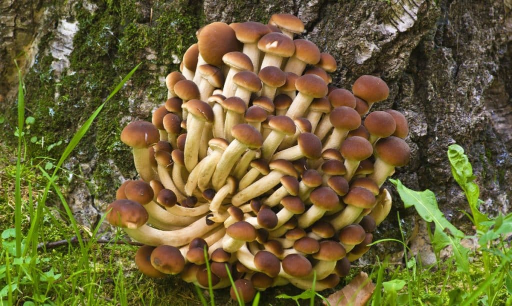 wil Pioppino mushrooms