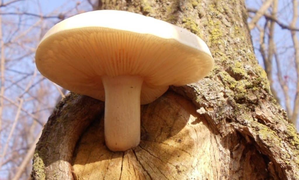 Elm oyster mushroom