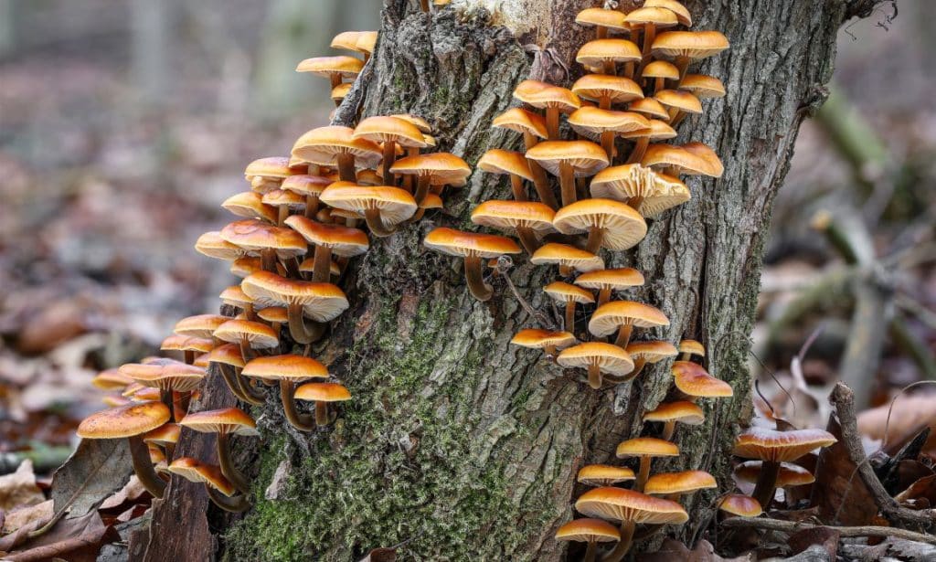 Wild enoki mushrooms