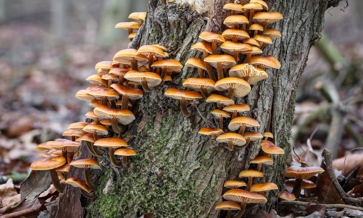 20 Common Mushrooms That Grow On Trees | GroCycle