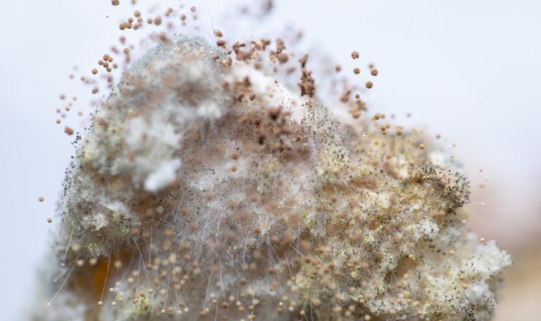 Mushroom Contamination: 11 Common Contaminants & Causes | GroCycle