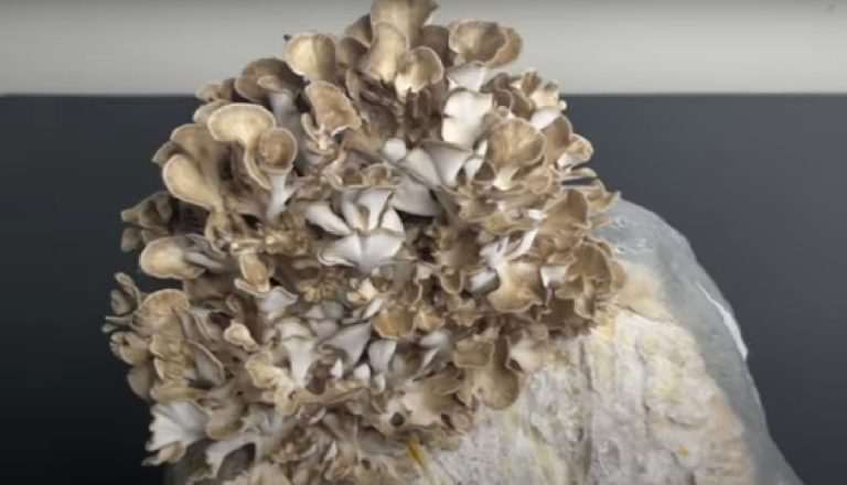 How To Grow Maitake Mushrooms A Step by Step Guide GroCycle how-to-grow-maitake-mushrooms-a-step-by-step-guide-grocycle