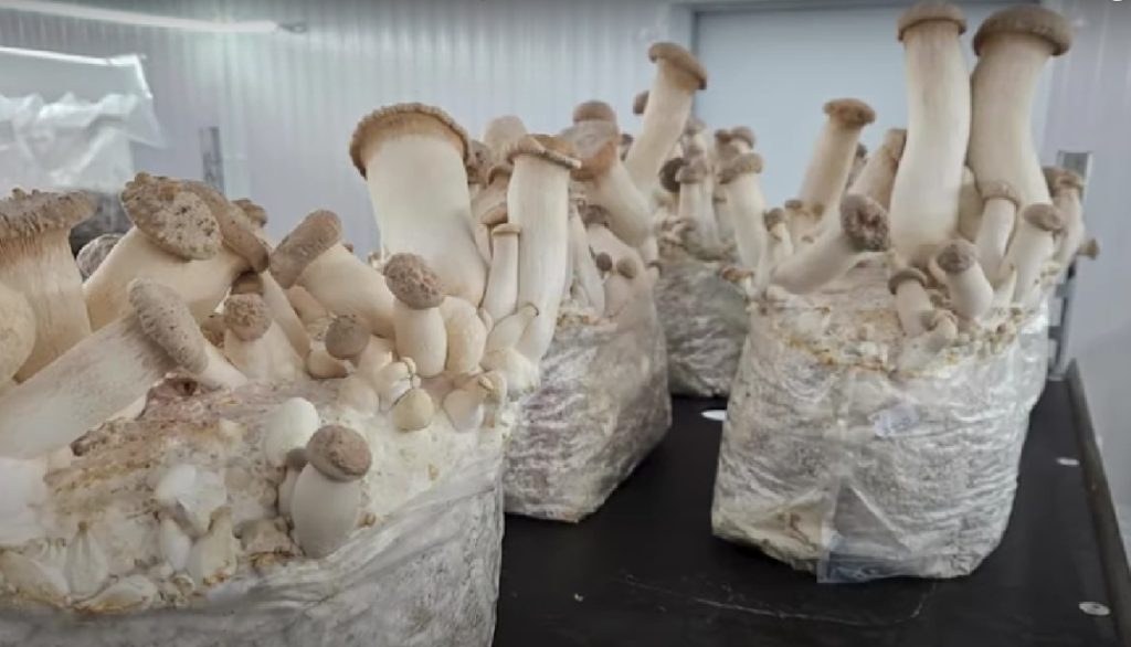 King oyster mushrooms in a fruiting chamber