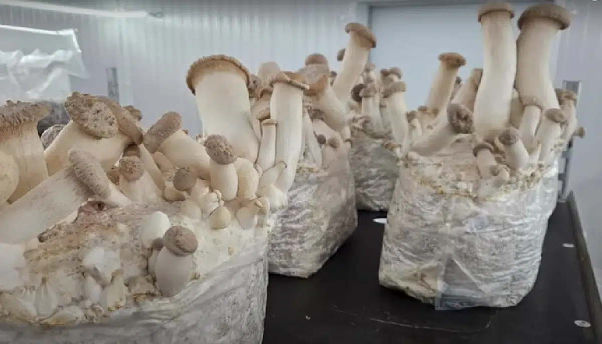 How To Grow King Oyster Mushrooms A Step By Step Guide Grocycle 2985