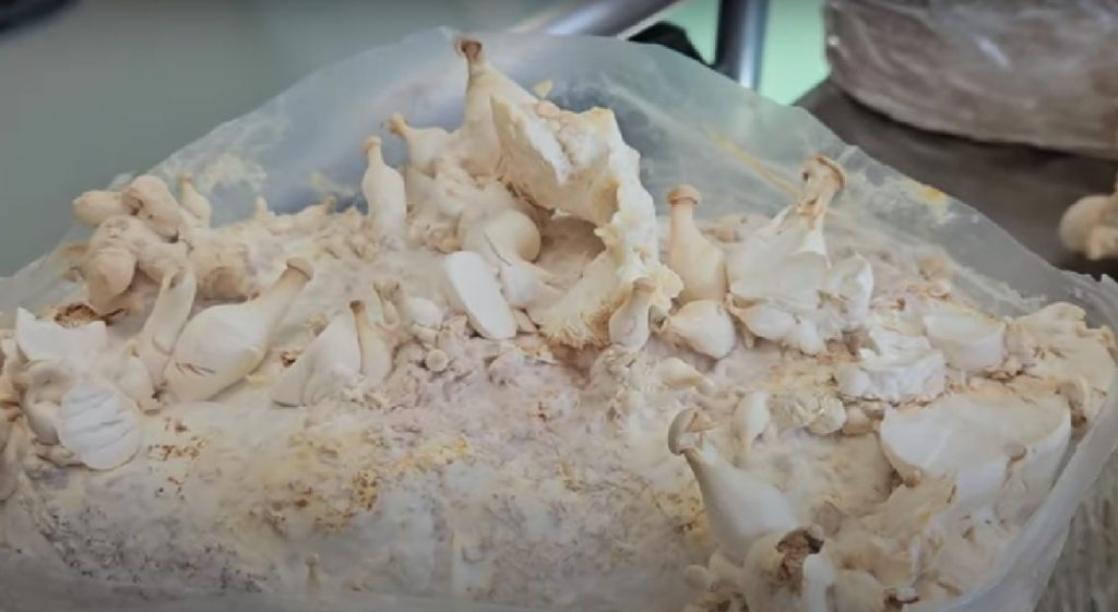 King oyster mushrooms that have aborted