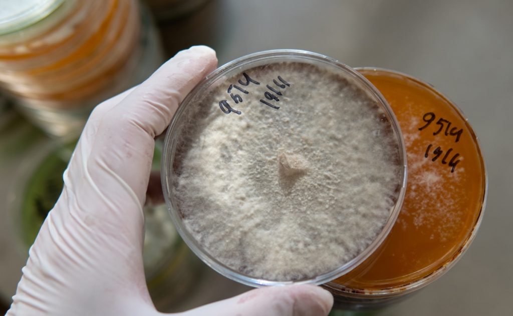 Petri dish with mushroom mycelium